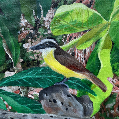 Great Kiskadee